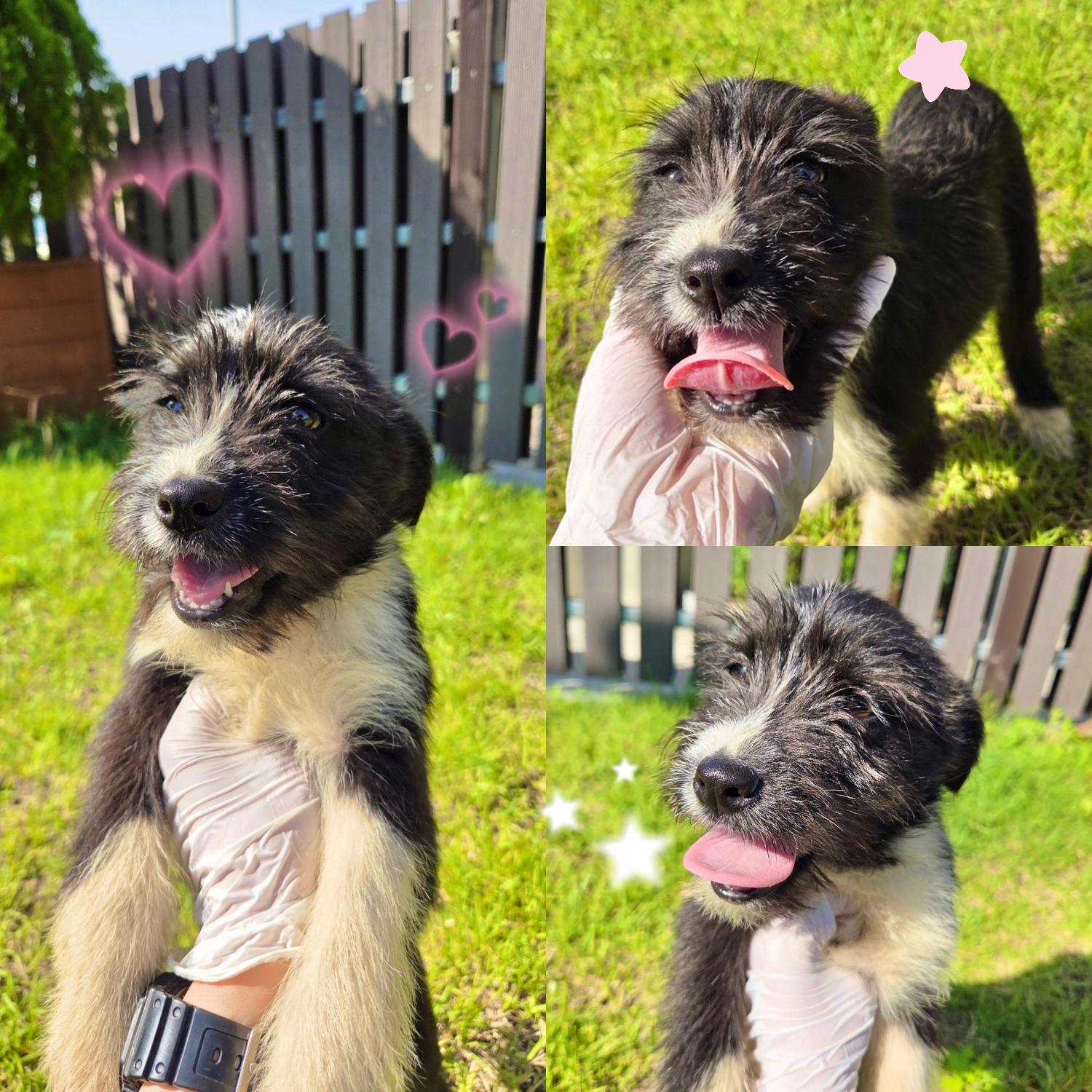 보호중 믹스견의 가…